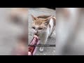 Funny Moments of Cats and Dog | Funny Video Compilation - Fails Of The Week Part 7