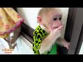 Monkey Kaka and monkey Mit sneaked into the rice bin to eat