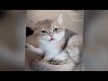 CLASSIC Dog and Cat Videos 🐶 😹 1 HOURS of FUNNY Clips