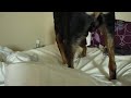 Rottweiler making the bed