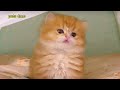 Cute cats and dogs playing compilation ASMR #video #viral #cat