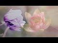 Relaxing Music l Sleep Music, Emotional Soft Piano Music & Healing Music by Relaxation Nest