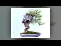 how to keep rock standing on landscape bonsai