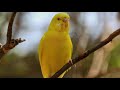 3 Hours+ || Calming Autumnal Music For Birds || Budgies || Relaxing Music to Tame your Birds #10