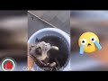 Funniest CATs 😹-Funny animals video compilation 2024 Try Not To Laugh Dogs And Cats😺 part 65