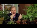 Perennials 3 | Plants for Shade | FAQ: Garden Home Vlog (2019) 4K