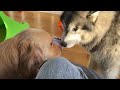 Husky Reacts To Golden Retriever Trapped In Playpen! Puppy Prison!!