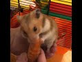 My hamster Pefkur is eating carrots.