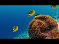 Aquarium 4K VIDEO ULTRA HD 🐠Explore colorful coral reefs and Video Rare Marine Creatures
