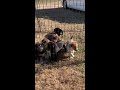 The Husky Puppies First Day Outside.