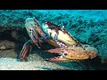 Freaky dives in the Philippines (HD)