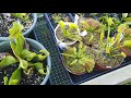 Venus Flytrap midsummer update July 2020