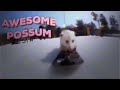 Possum edit|| pr1svx-crystals|| #viral #edit #possum