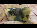 My sick little budgie