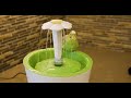 Budgies bathing in cat fountain in BEAUTIFUL 6K video