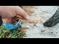 SHRIMP II Fishing Vlog #6