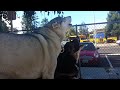 George and Hector serenading the San Bruno dog park