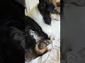 Collie adopts wild baby rabbit.