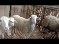 review harga domba bahan penggemukan dan bakalan jantan dari petani