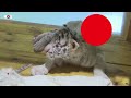 Zeldzame witte Bengaalse tijger krijgt zesling