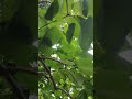 Thunderclap in the rain #nature #rain #thunderstrike #garden