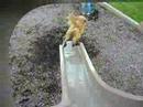 Dog Slide 3