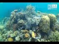 Snorkeling in Pass Island, Coron