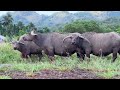 Buffalo Animals Life in the Wild - Animals World || Buffalo Cow Documetary Nature