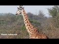 Masai giraffe at Akagera National Park