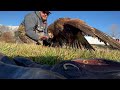 Harris’s Hawk Hunting Ducks