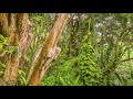 Tropical Nature Wallpapers Slideshow for 4K TV - Amazing Beauty of Hawaiian Nature (without music)