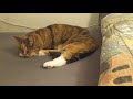 Cat takes a bath and falls asleep