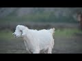 Camping with TIBETAN YAK HERDERS - Silent Tibetan Village Life 4K #2024 - Silent Hike