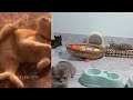 Guilty Dog and cat is so funny 🤣 Try Not to Laugh 🐶😻 2024