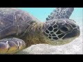 Green Sea Turtles in Oahu, Hawaii