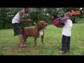 Giant Pit Bull Hulk's $500,000 Puppy Litter | DOG DYNASTY