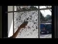 Static Cling (Non-Adhesive) Window Film Installation by BDF BuyDecorativeFilm