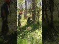 Harvesting Walnut on The Farm