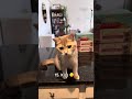 The World’s Smartest Cat