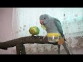 Things to Know Before Getting Indian Ringneck Parrot