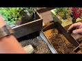 Wood Box Planting from Japan.