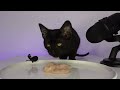Cat Eating Raw Chicken and Egg Yolk ASMR