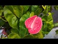 André,Flamingo-lily, #anthurium , Flamingo-flower, Oilcloth-flower, Peace Lily, антуриум ,André