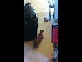 Dachshund vs remote control car