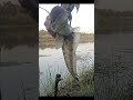#Fish_Catching_BD #Amazing_Fishing #Catch_Fish #Fishing_Video #likeforlikes #tiktok #follow