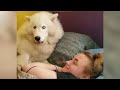 I dare you not to LAUGH at these FUNNY DOGS 😁🐶 - Best Funny Animals Videos 2024 #3