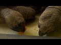 Aldabra Tortoises competing for food