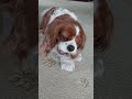 ASMR.Turn the sound up 🔊 Sounds of eating pleasure 😋🐶❤️😍🐕#mydog #cavalierkingcharlesspaniel #собака