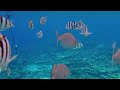 Ocean 4K - Beautiful Coral Reef Fish in Aquarium, Sea Animals for Relaxation (4K Video Ultra HD) #19