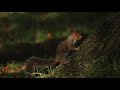 Squirrel 🐿 sound | squirrel noises sound | loud squirrel 🐿 chirping sound | grey squirrel call